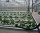 Fazenda urbana em Berlim produz verduras e peixes em larga escala Fazenda urbana em Berlim produz verduras e peixes em larga escala
