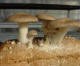 Ácaros reduzem insetos em plantações de cogumelos comestíveis