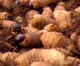 Larvas combatem a fome na África Larvas combatem a fome na África