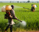 Brasil é campeão mundial do consumo de agrotóxicos desde 2009 Brasil é campeão mundial do consumo de agrotóxicos desde 2009