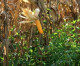 Feijão guandu protege o milho orgânico contra ervas daninhas