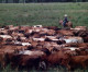 Walmart começa a vender carne sustentável da Amazônia em SP e no CO Walmart começa a vender carne sustentável da Amazônia em SP e no CO