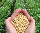 Biodiesel agrega valor à produção do Mato Grosso Biodiesel agrega valor à produção do Mato Grosso