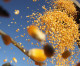 Safra recorde brasileira deve produzir 242,1 milhões de toneladas de grãos, aponta Conab