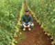 O agrônomo que virou orgânico da terra O agrônomo que virou orgânico da terra