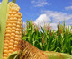 Brasil: exportação de milho alcança valor recorde de US$ 1,34 bi em agosto