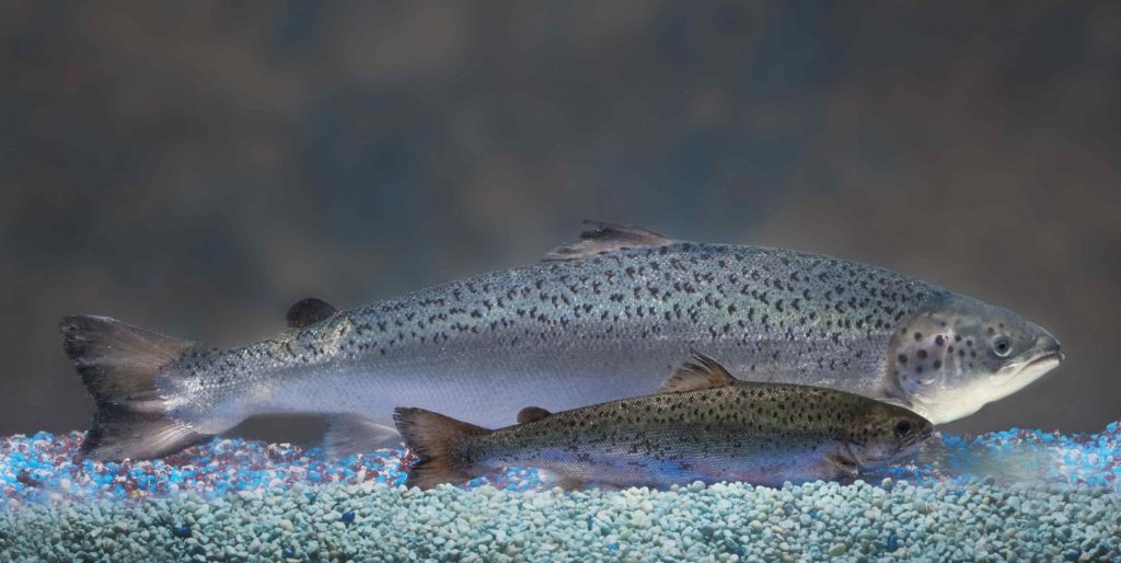 Salmão transgênico de 1,5 ano comparado a um salmão não-transgênico. Foto: Reuters