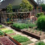 Família norte-americana produz 3 toneladas de alimentos orgânicos no próprio quintal