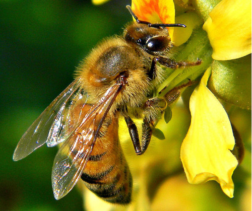 A maior parte dos cultivos agrícolas depende da polinização feita por abelhas. Foto: Bob Peterson-Flick