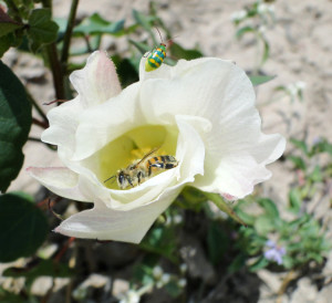 Abelha em flor de algodão. Foto: Viviane C. Pires