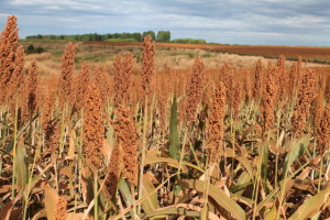 Sorgo é o quinto cereal mais plantado no mundo. Foto: Embrapa