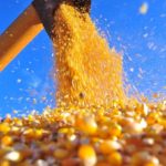 Safra de grãos sofre com clima, recua e deve alcançar 188,1 milhões de toneladas