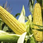 Importação de milho transgênico revolta agricultores orgânicos