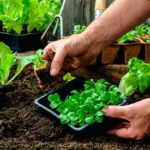 Curso gratuito online ensina como fazer horta caseira