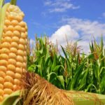 Brasil: exportação de milho alcança valor recorde de US$ 1,34 bi em agosto